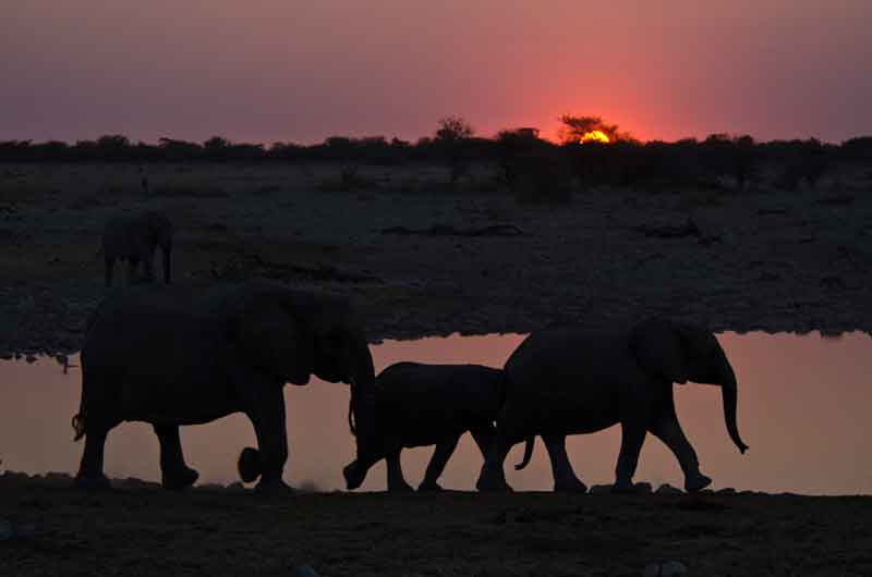 73 - Namibia - elefantes al atardecer - parque nacional de Etosha